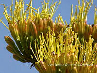 ZG007 0229 Agave americana.jpg