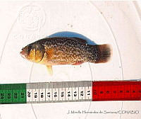 JMHS0009 Citharichthys macrops.jpg