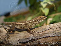 NLL0069 Sceloporus siniferus.jpg