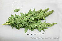 RBB0370 Chenopodium berlandieri subsp. nuttalliae.jpg