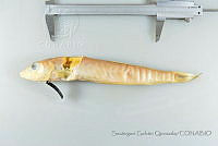 SGQ3493 Malacanthus plumieri.jpg