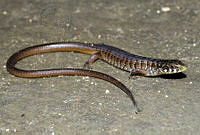 VHL0484 Elgaria kingii.jpg