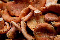 IMDOC Hong 0142 Lactarius sp..jpg