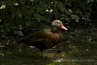 MASM05021 Dendrocygna autumnalis.jpg