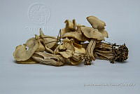 ZAPF 0627 Helvella crispa.jpg