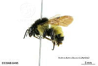 ME006 Abejas 0081 Bombus  weisi Friese, 1904.jpg