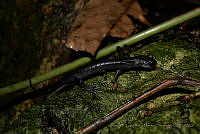 LAMH019 Ixalotriton niger.jpg