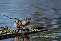 IMDOC3863 Spatula discors.jpg