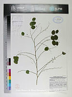 JAdNV0347 Phyllanthus graveolens ssp. micrandrus.JPG