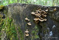 HC001 Trametes versicolor.jpg