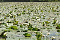 HJ6- 0285- Eichhornia crassipes.jpg