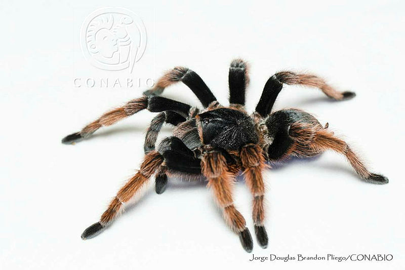 JDBP0077%20Brachypelma%20klaasi.jpg.jSfTorX6MfW mbFhQA3g0JtbmFja29CbnFuZ3NAbXJ6LGtwZwA.uULgsXAS8P