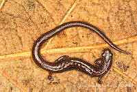 ECA0327 Thorius sp..jpg