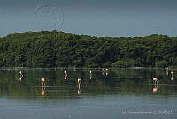 IDG1214 Phoenicopterus ruber.jpg