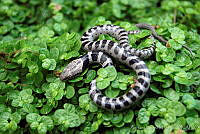 ALM003 Hypsiglena torquata.jpg