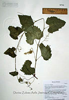 DZAJ016 Vitis arizonica.JPG