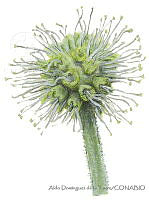 ADDLT0004 Conocarpus erectus var. sericeus.JPG