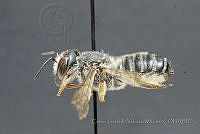 CGVM1205 Megachile policaris.jpg