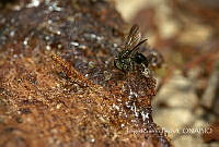 JRP003 Nannotrigona perilampoides).jpg