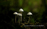 MN6PyH0070 Mycena galopus.jpg