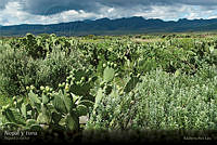 17 nopal.jpg