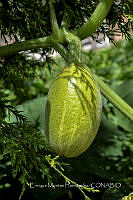 EMH 001 Cucurbita ficifolia.jpg