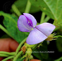 RG055 0040 Phaseolus vulgaris.jpg