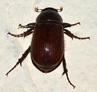 VHHT068 Orizabus cuernavacensis.jpg