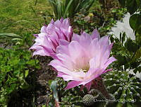 OU01 Mammillaria sp..jpg