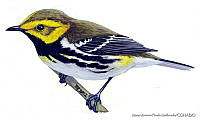 MAPM0022 Setophaga virens.jpg