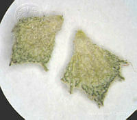 SL2681 Atriplex suberecta.jpg