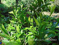 ZG007 0117 Citrus limon.jpg