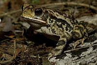 MASM04932 Incilius sp..jpg