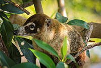 FBA0535 Nasua narica.jpg