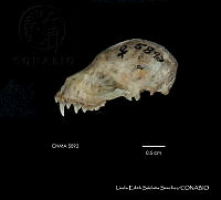 LESS 0354 Artibeus hirsutus.JPG