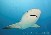 CNS1271 Carcharhinus leucas.jpg