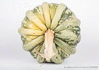 IMDOC2917 Cucurbita pepo.jpg