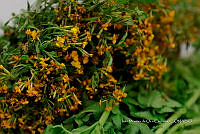 IMDOC Hong 0166 Tagetes lucida.jpg