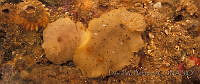 DP014-106 Geitodoris heathi.jpg