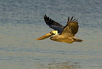 JHC0153 Pelecanus occidentalis.jpg