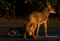 JRC003 Canis latrans.jpg