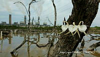 JLP0024 Brassavola nodosa.JPG