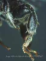 JAMR0037 Ancyloscelis wheeleri.jpg
