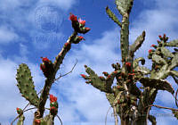 EHX0417 Opuntia sp..JPG