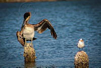 FBA0622 Pelecanus occidentalis, Thalasseus maximus.jpg