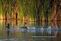 IMDOC3765 Fulica americana.jpg