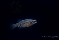 IMDOC2372 Zoogoneticus quitzeoensis.jpg