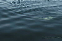TEO0223 Mobula birostris.jpg