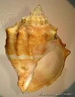 MRyRR0369 Cancellaria cassidiformis.jpg