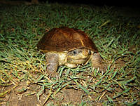 RVL0234 Staurotypus salvini.jpg